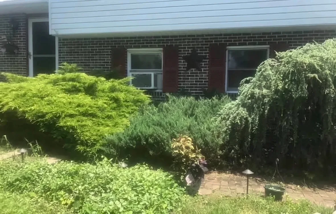 Before: overgrown evergreen shrubs covering the front of a brick house
